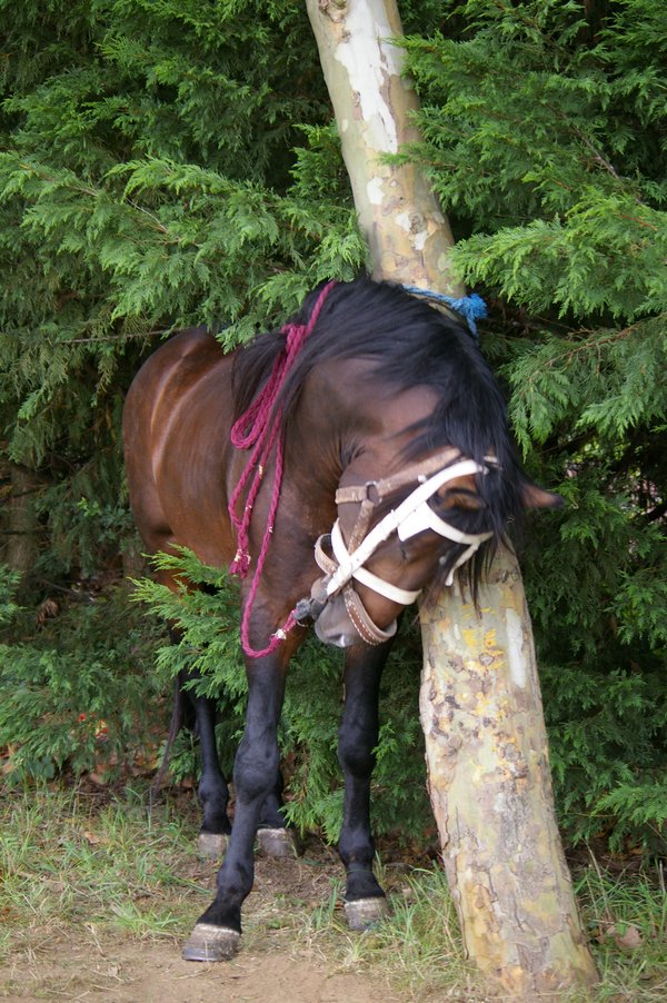 Les chevaux marocains: Les Chevaux Marocains 017